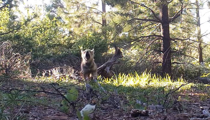 California’s Last Gray Wolf Pack Just Surprised Everyone By Welcoming 3 New Pups California’s Last Gray Wolf Pack Just Surprised Everyone By Welcoming 3 New Pups