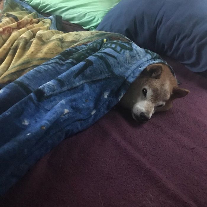 This Shiba Inu Always Looks Grumpy And People Are In Love