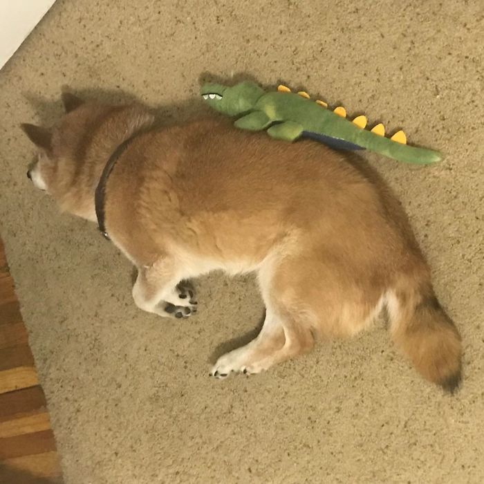 This Shiba Inu Always Looks Grumpy And People Are In Love This Shiba Inu Always Looks Grumpy And People Are In Love