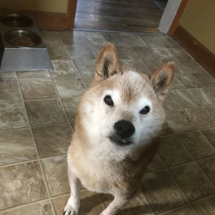 This Shiba Inu Always Looks Grumpy And People Are In Love