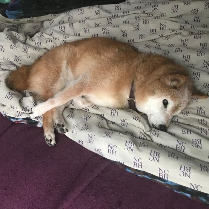 This Shiba Inu Always Looks Grumpy And People Are In Love