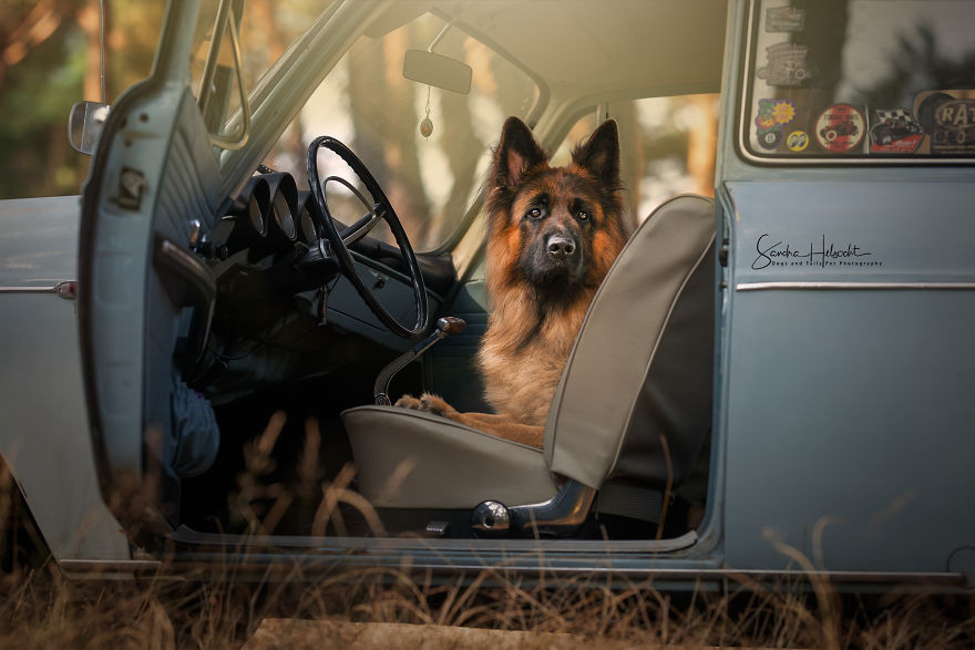 Dog Owners Are Buying Vintage Cars For Their Lazy Pets And I’m Getting To Photograph Them Dog Owners Are Buying Vintage Cars For Their Lazy Pets And I’m Getting To Photograph Them