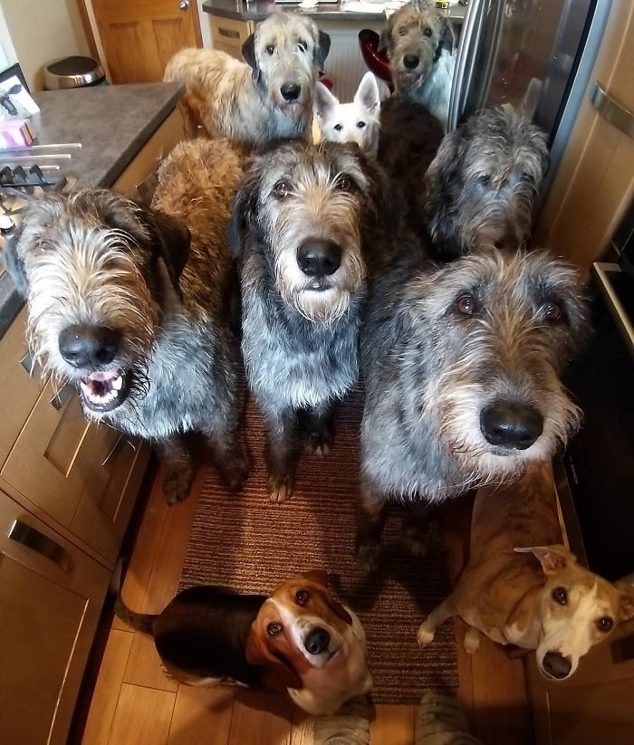 People Are Posting Hilarious Photos Of Their Irish Wolfhounds, And It’s Crazy How Large They Are