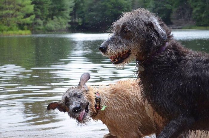 People Are Posting Hilarious Photos Of Their Irish Wolfhounds, And It’s Crazy How Large They Are