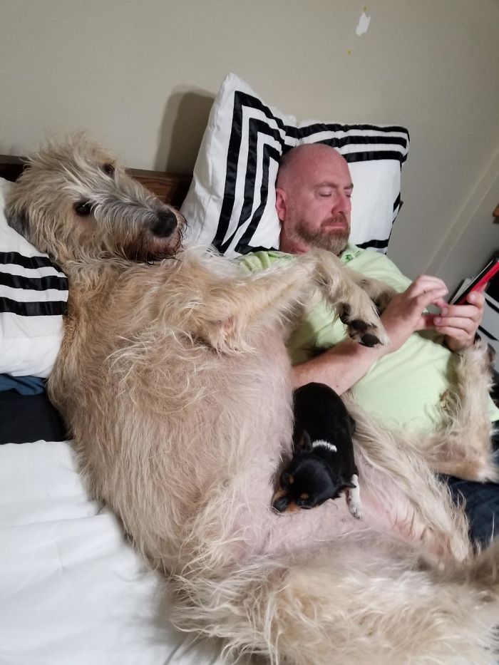 People Are Posting Hilarious Photos Of Their Irish Wolfhounds, And It’s Crazy How Large They Are