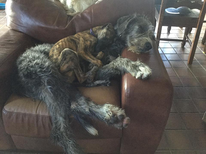People Are Posting Hilarious Photos Of Their Irish Wolfhounds, And It’s Crazy How Large They Are
