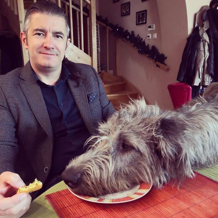 People Are Posting Hilarious Photos Of Their Irish Wolfhounds, And It’s Crazy How Large They Are