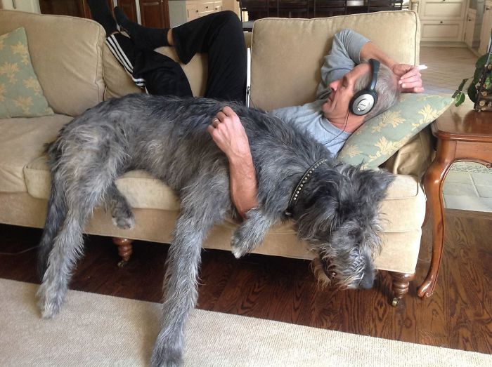 People Are Posting Hilarious Photos Of Their Irish Wolfhounds, And It’s Crazy How Large They Are