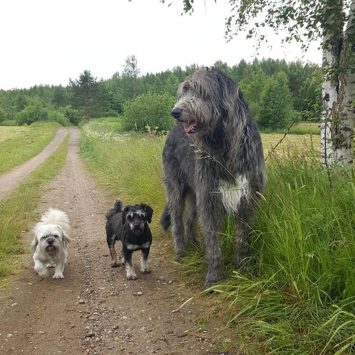 People Are Posting Hilarious Photos Of Their Irish Wolfhounds, And It’s Crazy How Large They Are