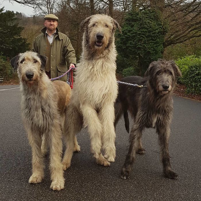 People Are Posting Hilarious Photos Of Their Irish Wolfhounds, And It’s Crazy How Large They Are