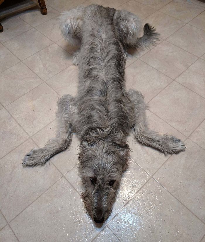 People Are Posting Hilarious Photos Of Their Irish Wolfhounds, And It’s Crazy How Large They Are