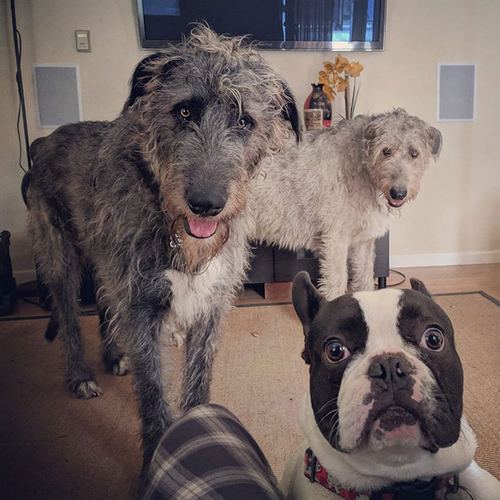 People Are Posting Hilarious Photos Of Their Irish Wolfhounds, And It’s Crazy How Large They Are