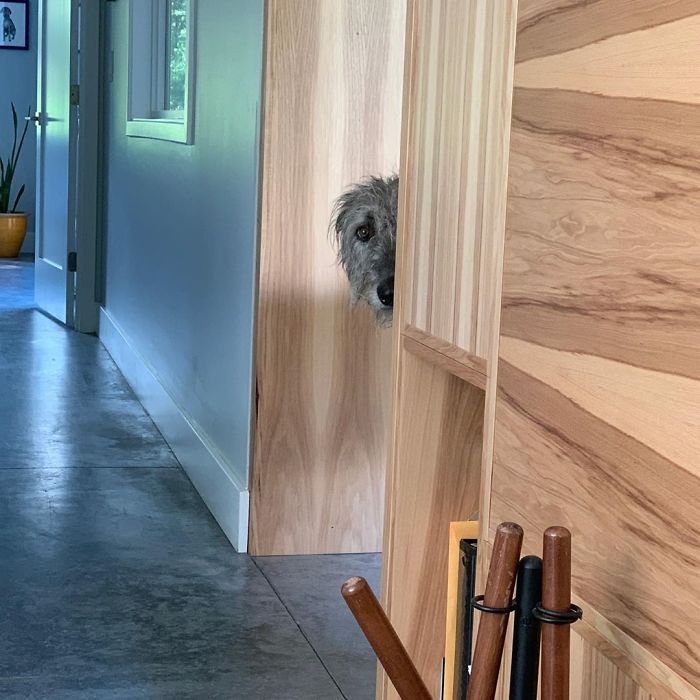 People Are Posting Hilarious Photos Of Their Irish Wolfhounds, And It’s Crazy How Large They Are