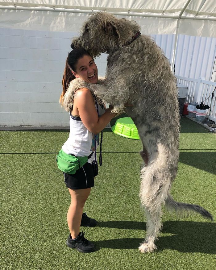 People Are Posting Hilarious Photos Of Their Irish Wolfhounds, And It’s Crazy How Large They Are