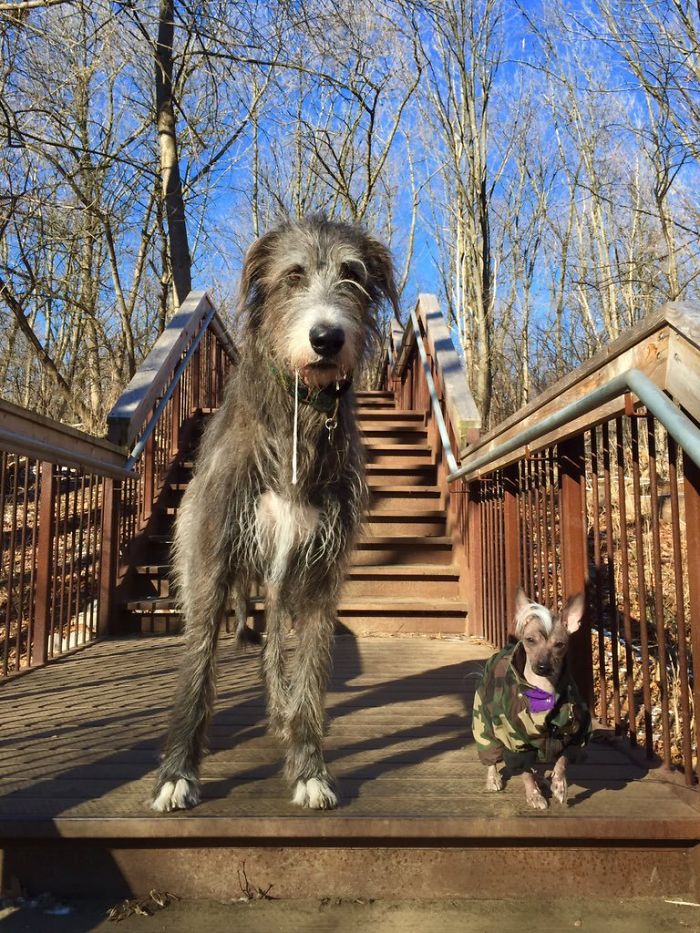 People Are Posting Hilarious Photos Of Their Irish Wolfhounds, And It’s Crazy How Large They Are