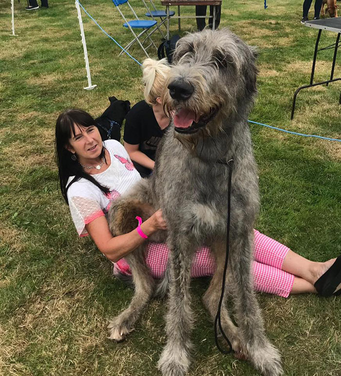 People Are Posting Hilarious Photos Of Their Irish Wolfhounds, And It’s Crazy How Large They Are