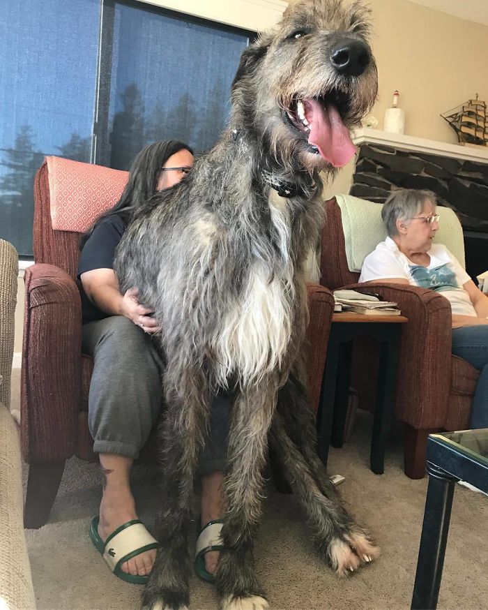 People Are Posting Hilarious Photos Of Their Irish Wolfhounds, And It’s Crazy How Large They Are