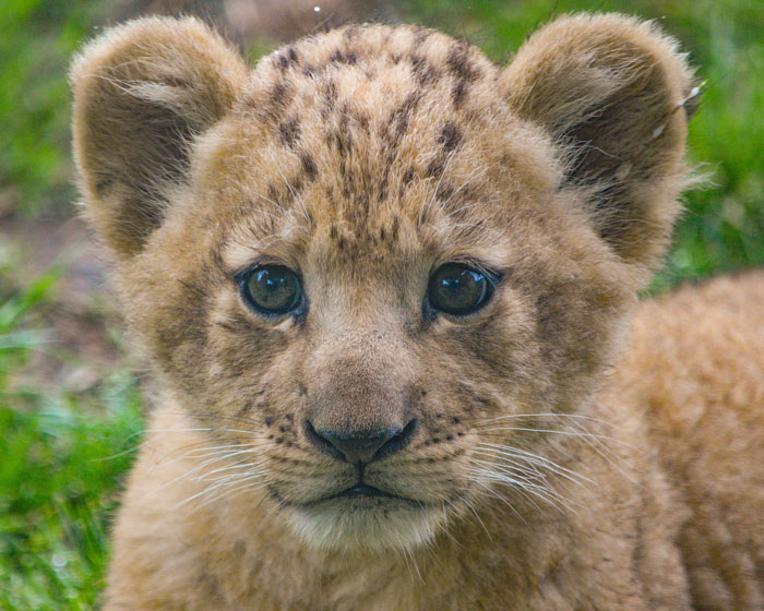 Meet Bahati The Cub, The Adorable Model For Simba In The Lion King Remake Meet Bahati The Cub, The Adorable Model For Simba In The Lion King Remake