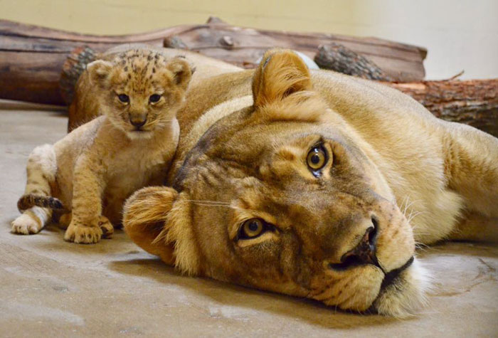 Meet Bahati The Cub, The Adorable Model For Simba In The Lion King Remake Meet Bahati The Cub, The Adorable Model For Simba In The Lion King Remake
