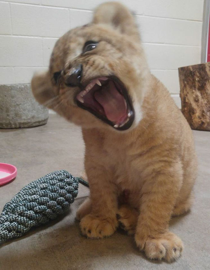 Meet Bahati The Cub, The Adorable Model For Simba In The Lion King Remake Meet Bahati The Cub, The Adorable Model For Simba In The Lion King Remake