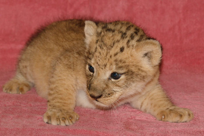 Meet Bahati The Cub, The Adorable Model For Simba In The Lion King Remake Meet Bahati The Cub, The Adorable Model For Simba In The Lion King Remake