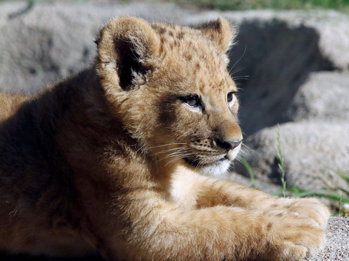 Meet Bahati The Cub, The Adorable Model For Simba In The Lion King Remake Meet Bahati The Cub, The Adorable Model For Simba In The Lion King Remake