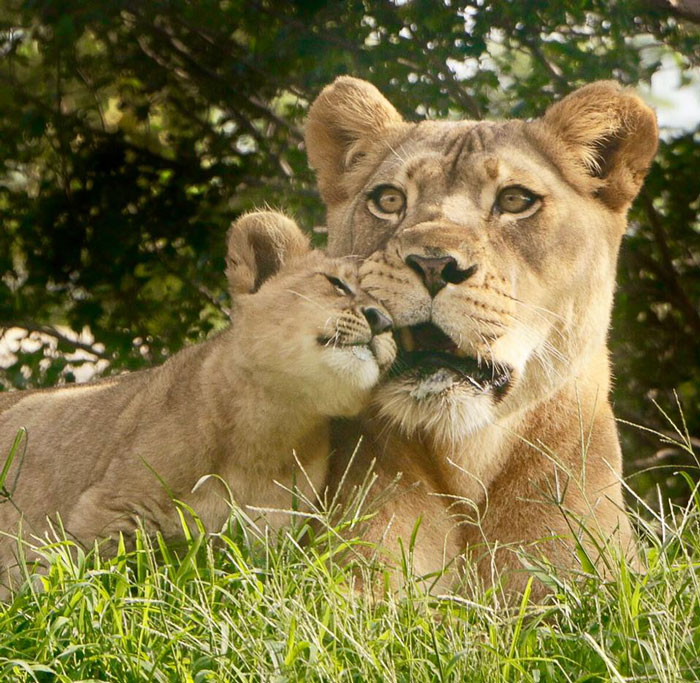 Meet Bahati The Cub, The Adorable Model For Simba In The Lion King Remake Meet Bahati The Cub, The Adorable Model For Simba In The Lion King Remake