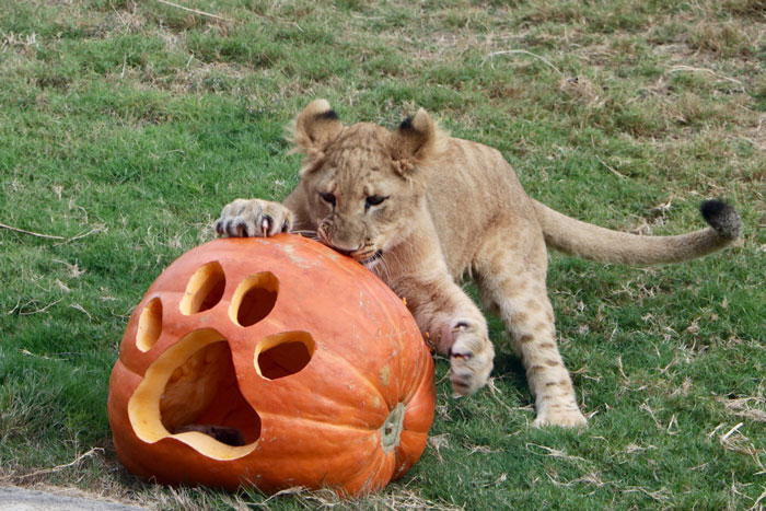 Meet Bahati The Cub, The Adorable Model For Simba In The Lion King Remake Meet Bahati The Cub, The Adorable Model For Simba In The Lion King Remake