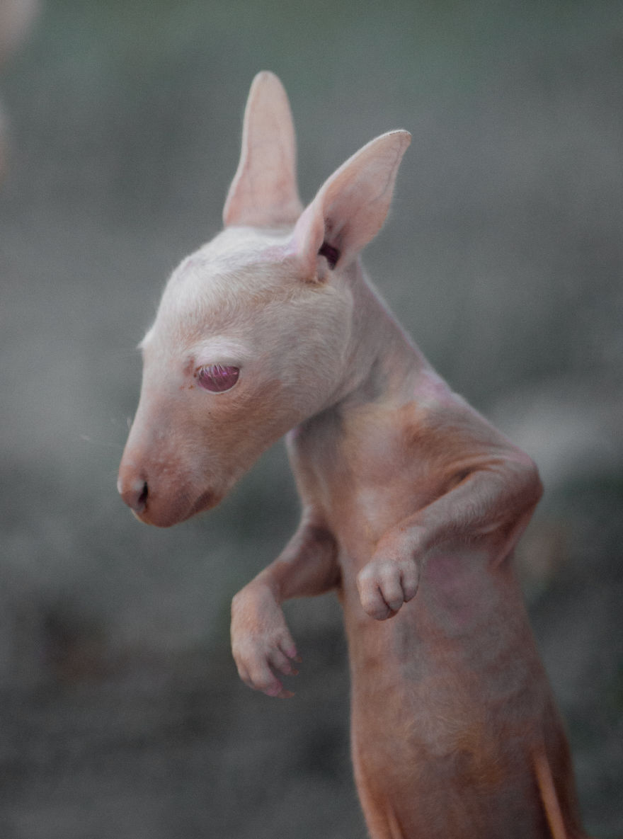 Here Is A Chance For Anyone Who Hasn’t Seen A Baby White Kangaroo Here Is A Chance For Anyone Who Hasn’t Seen A Baby White Kangaroo
