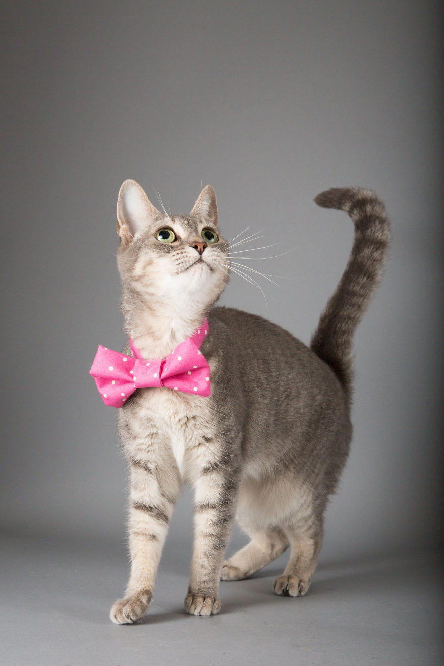 I Help Dapper Cats Find Love I Help Dapper Cats Find Love