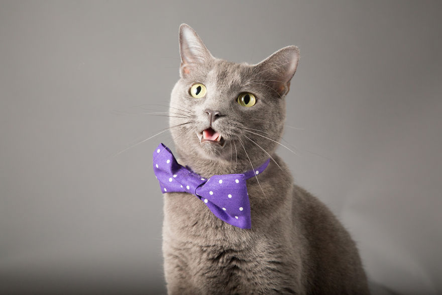 I Help Dapper Cats Find Love I Help Dapper Cats Find Love