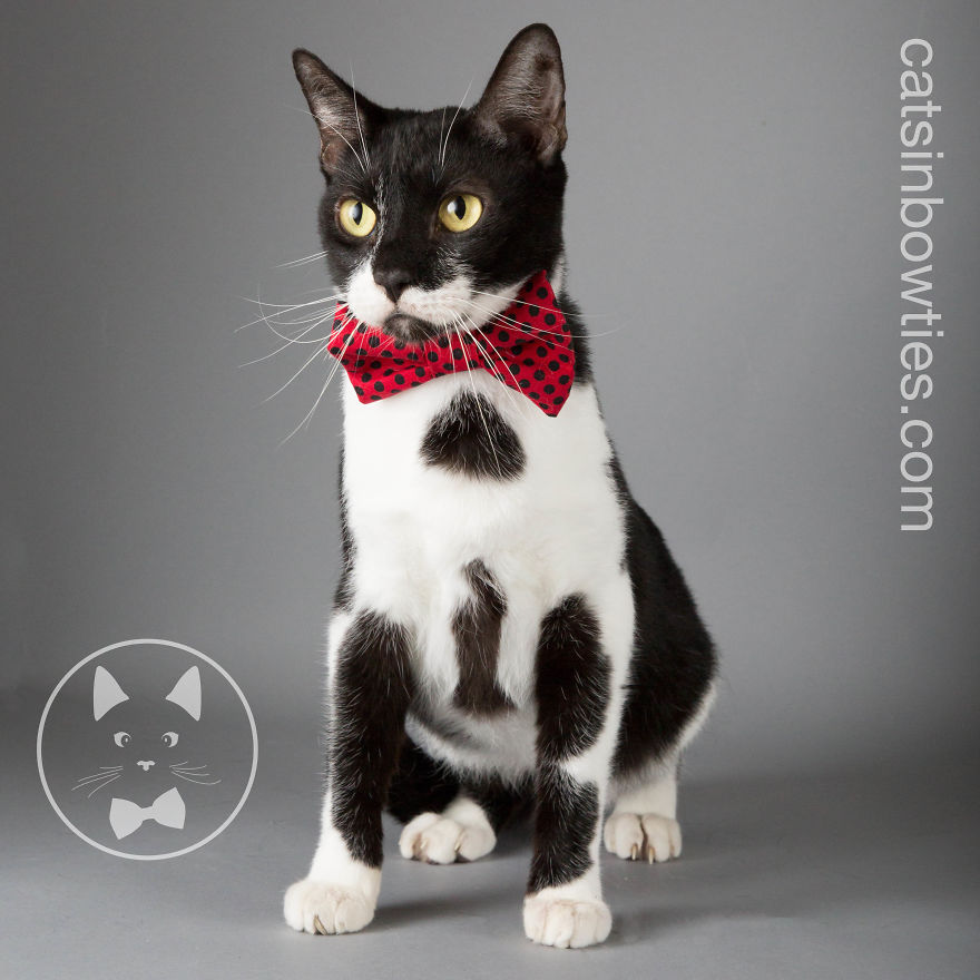 I Help Dapper Cats Find Love I Help Dapper Cats Find Love