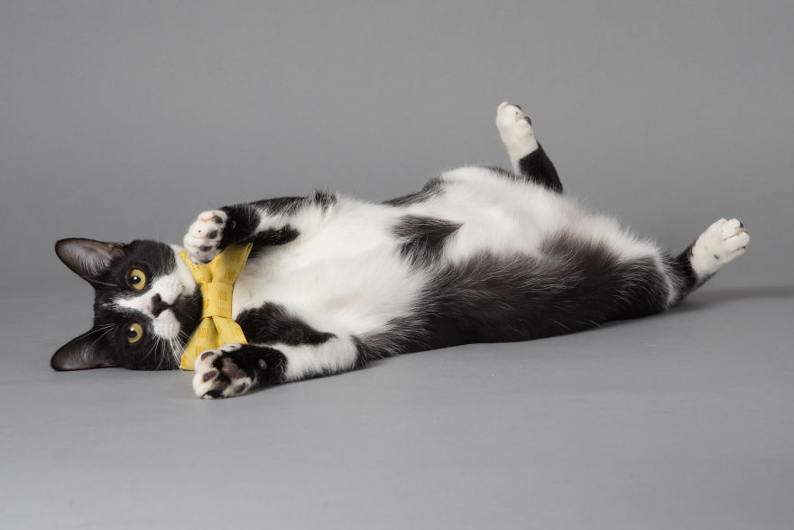 I Help Dapper Cats Find Love I Help Dapper Cats Find Love