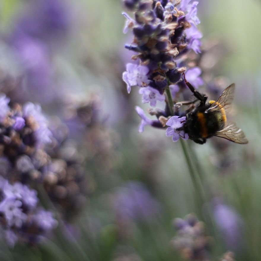 I Planted Flowering Plants To Help Pollinators, And They Gave Me Something To Practice Photography On I Planted Flowering Plants To Help Pollinators, And They Gave Me Something To Practice Photography On