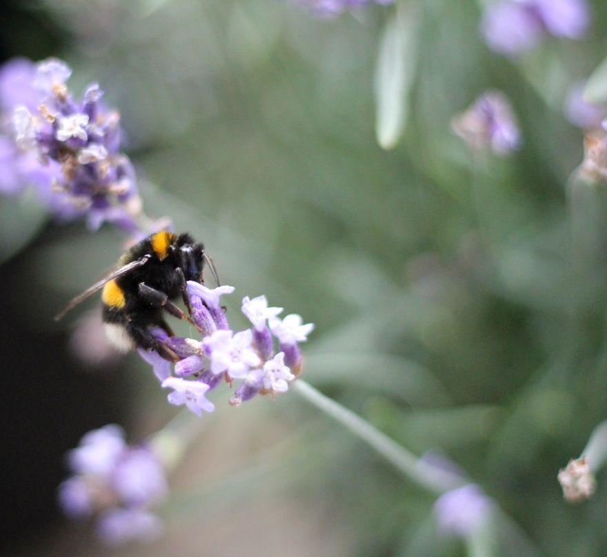 I Planted Flowering Plants To Help Pollinators, And They Gave Me Something To Practice Photography On I Planted Flowering Plants To Help Pollinators, And They Gave Me Something To Practice Photography On