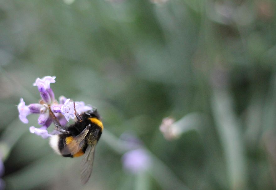 I Planted Flowering Plants To Help Pollinators, And They Gave Me Something To Practice Photography On I Planted Flowering Plants To Help Pollinators, And They Gave Me Something To Practice Photography On