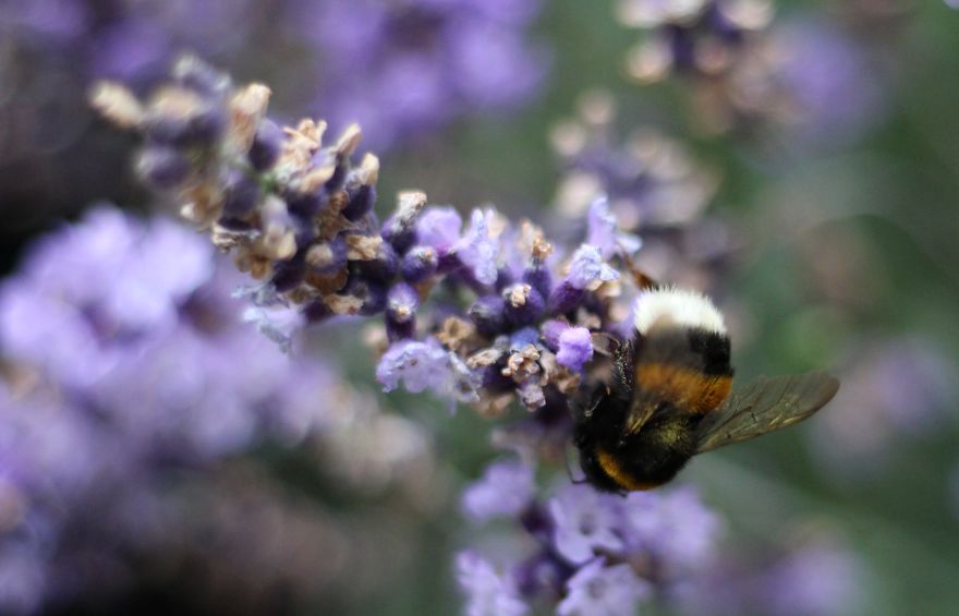 I Planted Flowering Plants To Help Pollinators, And They Gave Me Something To Practice Photography On I Planted Flowering Plants To Help Pollinators, And They Gave Me Something To Practice Photography On