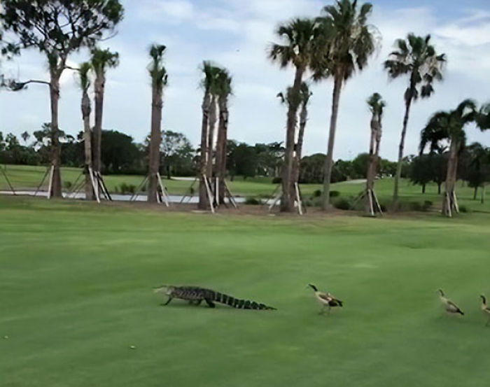 Angry Ducks Interrupt Golf Game By Chasing Alligator Down The Course