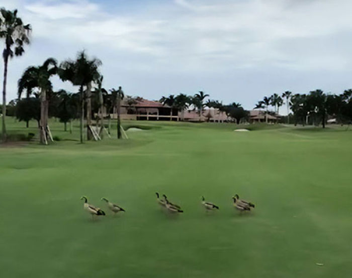Angry Ducks Interrupt Golf Game By Chasing Alligator Down The Course