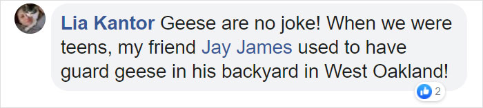 Angry Ducks Interrupt Golf Game By Chasing Alligator Down The Course