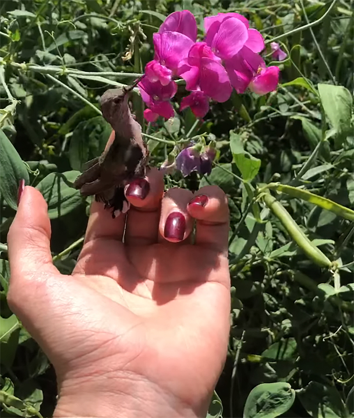 Woman Saves A Hummingbird That Fell Off A Tree, It Repays By Making Her Look Like A Real-Life Disney Princess Woman Saves A Hummingbird That Fell Off A Tree, It Repays By Making Her Look Like A Real-Life Disney Princess
