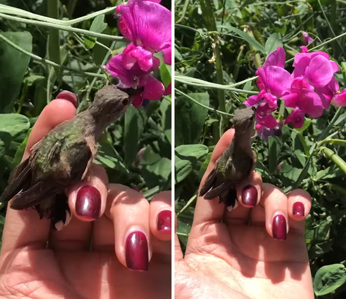 Woman Saves A Hummingbird That Fell Off A Tree, It Repays By Making Her Look Like A Real-Life Disney Princess Woman Saves A Hummingbird That Fell Off A Tree, It Repays By Making Her Look Like A Real-Life Disney Princess