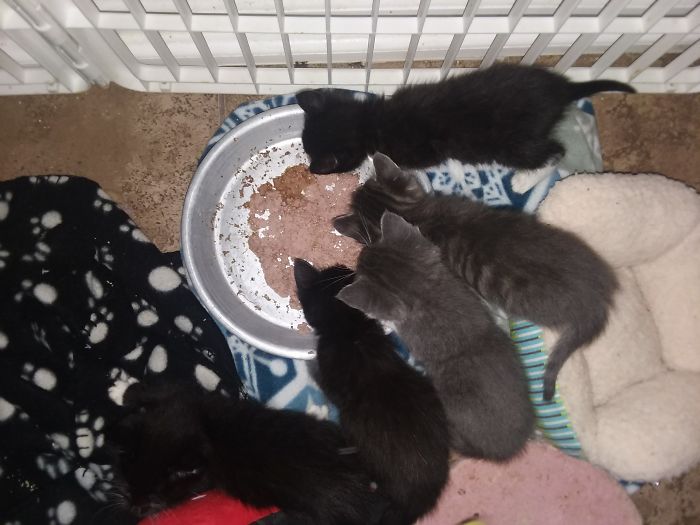 I&#8217;m Starting An Animal Rescue To Give Abandoned Animals A Second Chance At Life