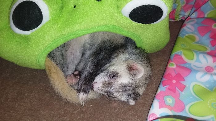 I&#8217;m Starting An Animal Rescue To Give Abandoned Animals A Second Chance At Life