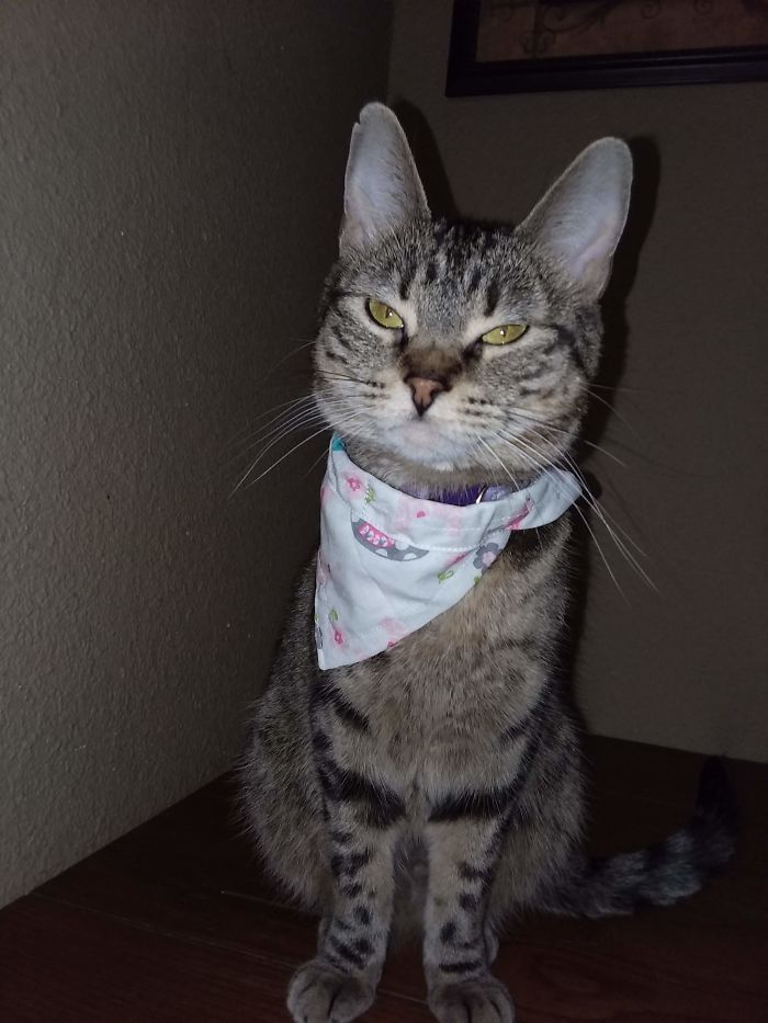 I&#8217;m Starting An Animal Rescue To Give Abandoned Animals A Second Chance At Life