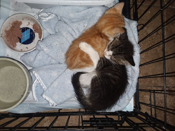 I&#8217;m Starting An Animal Rescue To Give Abandoned Animals A Second Chance At Life