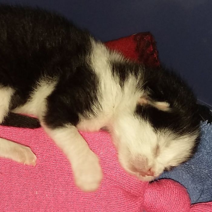 I&#8217;m Starting An Animal Rescue To Give Abandoned Animals A Second Chance At Life