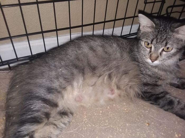 I&#8217;m Starting An Animal Rescue To Give Abandoned Animals A Second Chance At Life