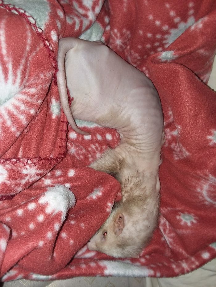 I&#8217;m Starting An Animal Rescue To Give Abandoned Animals A Second Chance At Life