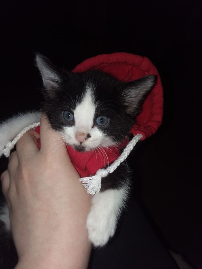 I&#8217;m Starting An Animal Rescue To Give Abandoned Animals A Second Chance At Life